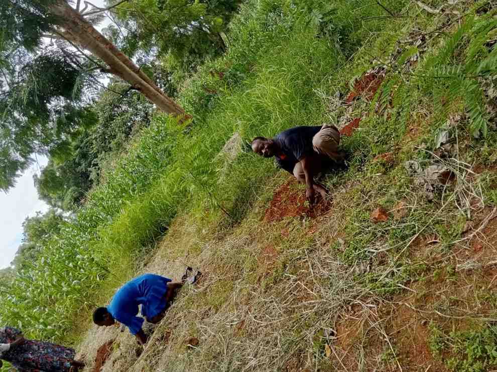 Tree Planting Initiative